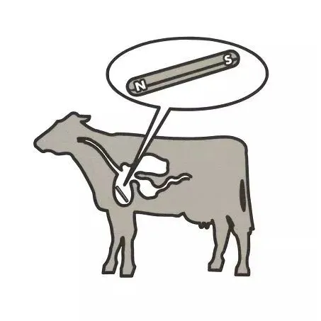 Qual é o objetivo de um ímã de vaca?